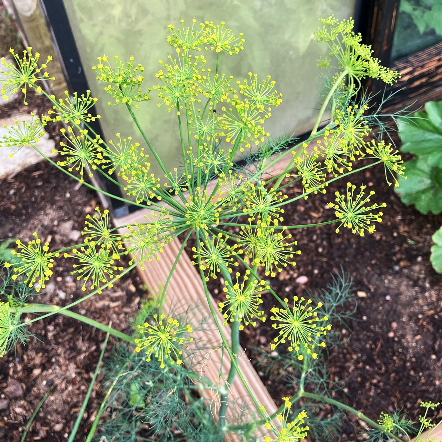 Dill seeds for planting, ideal for culinary and pickling use.