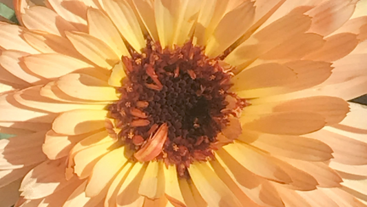 Grow Calendula: Nature’s Healing Beauty for Your Garden