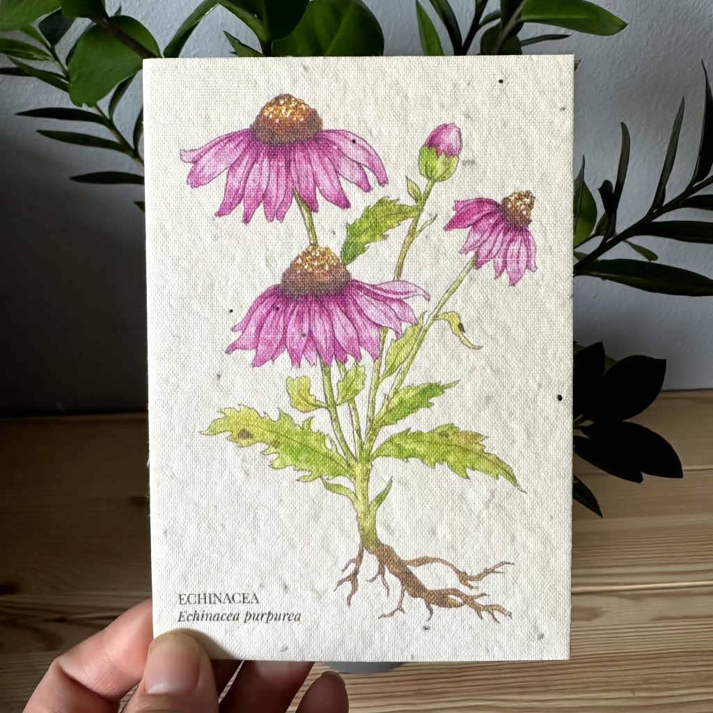 Eco-Friendly Echinacea Seed Paper Greeting Card – Plantable & Sustainable Gift