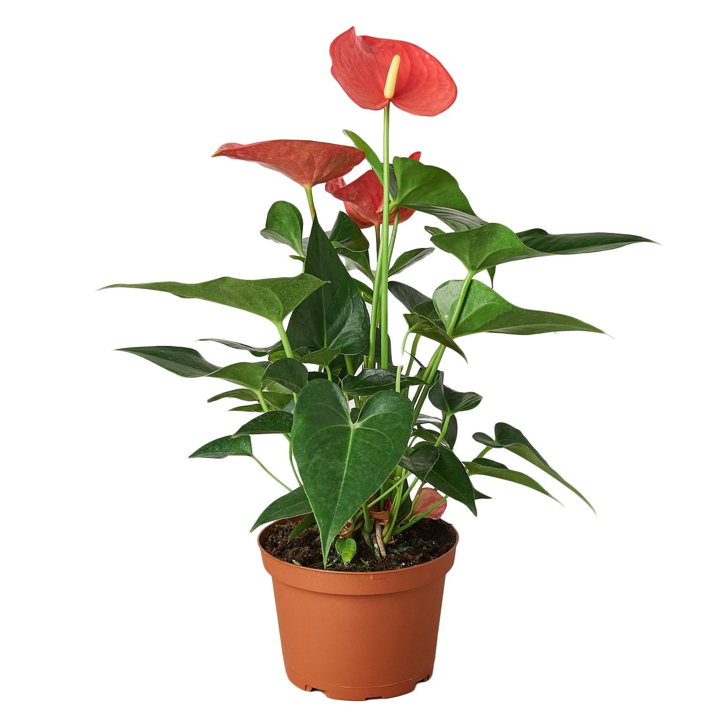 6" Pot - Anthurium 'Pink'