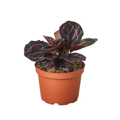 Calathea 'Dottie'