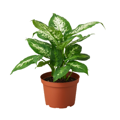 Dieffenbachia 'Tropic Snow'