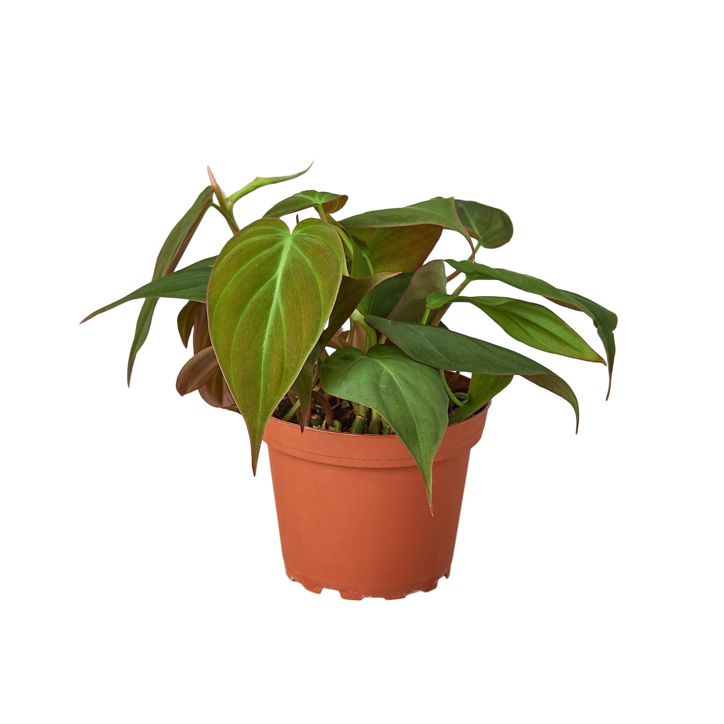 4" Pot / Nursery Pot - Philodendron 'Velvet'