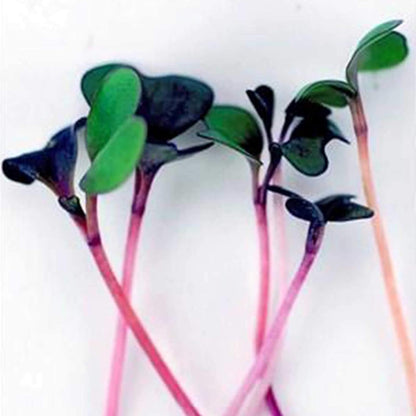 Spicy Micro Salad Mix Microgreens Seeds: 1 Lb - Non-Gmo Seed Blend: Broccoli, Kale, Mustard, Cabbage, Arugula, More