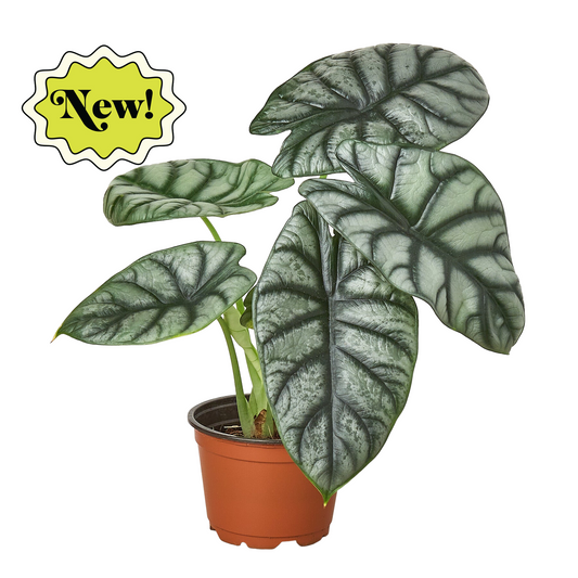 4" Pot - Alocasia Silver Dragon