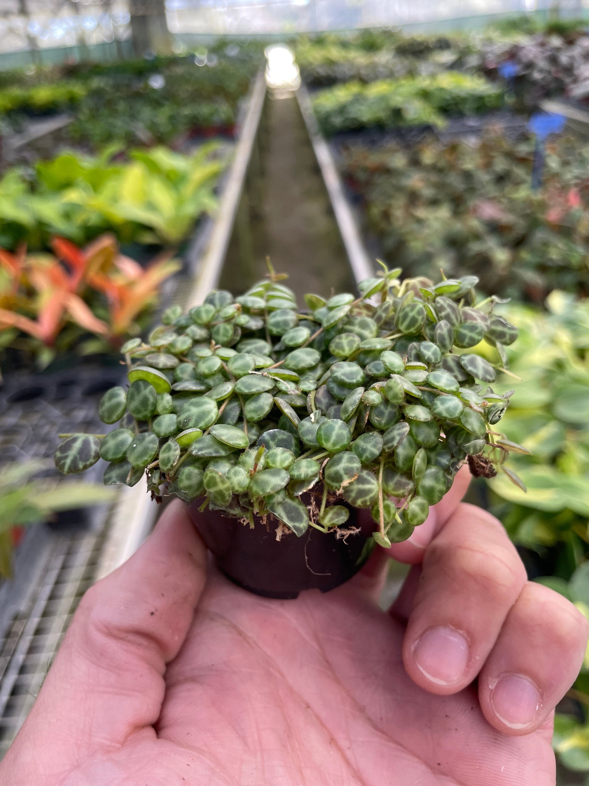 2" Pot - Peperomia Prostrata 'String of Turtles'