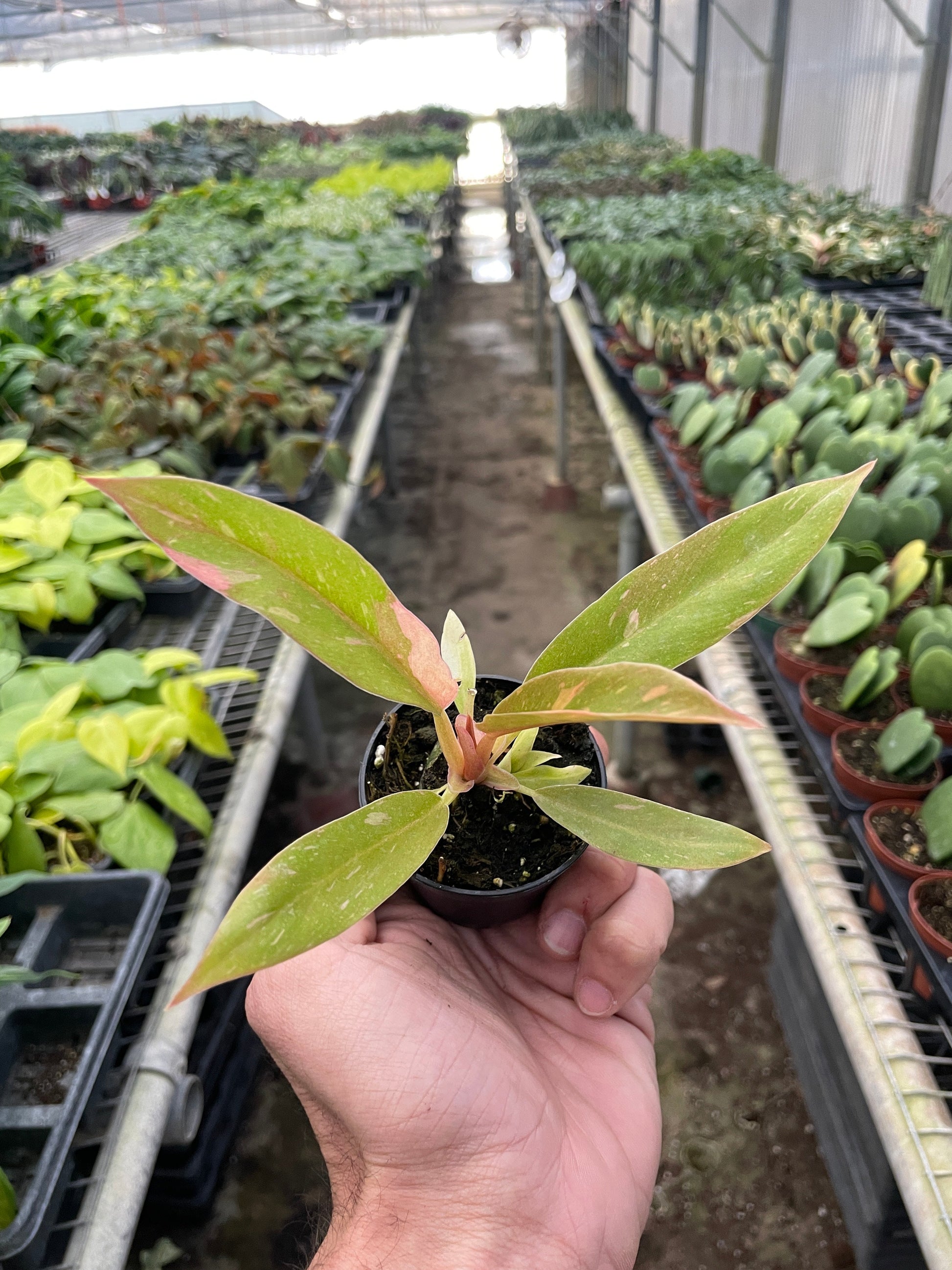 2" Pot - Philodendron Ring of Fire Variegated