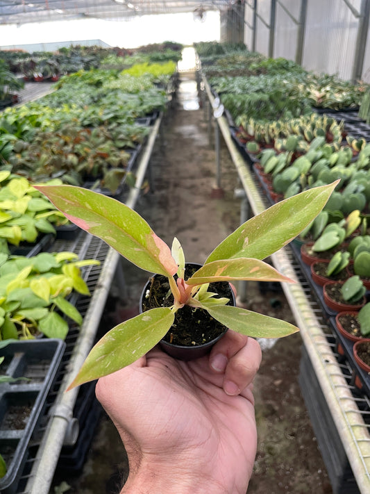 2" Pot - Philodendron Ring of Fire Variegated