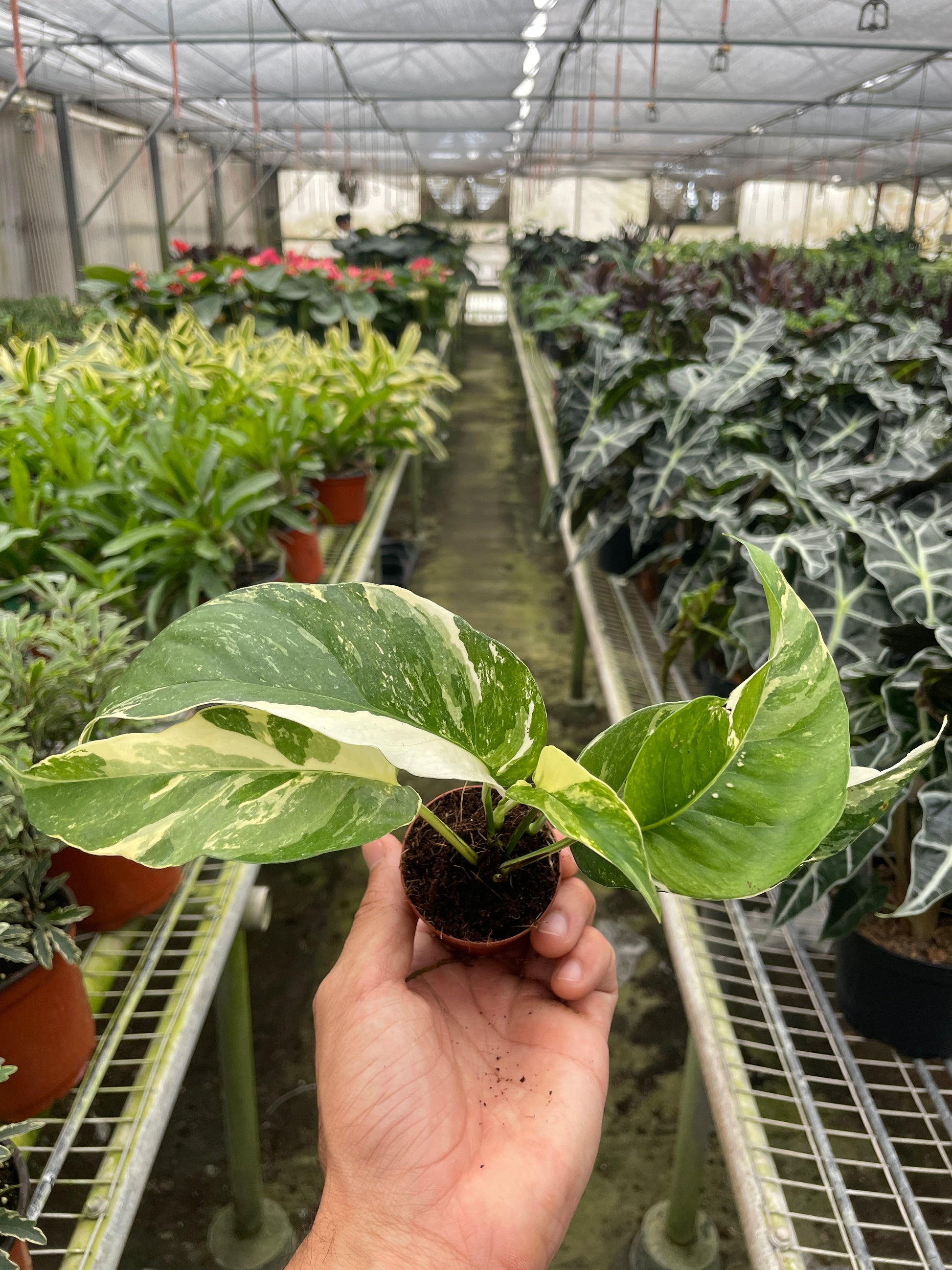 2" Pot - Pothos 'Albo Variegata'