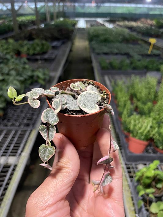 2" Pot - String of Hearts Variegated