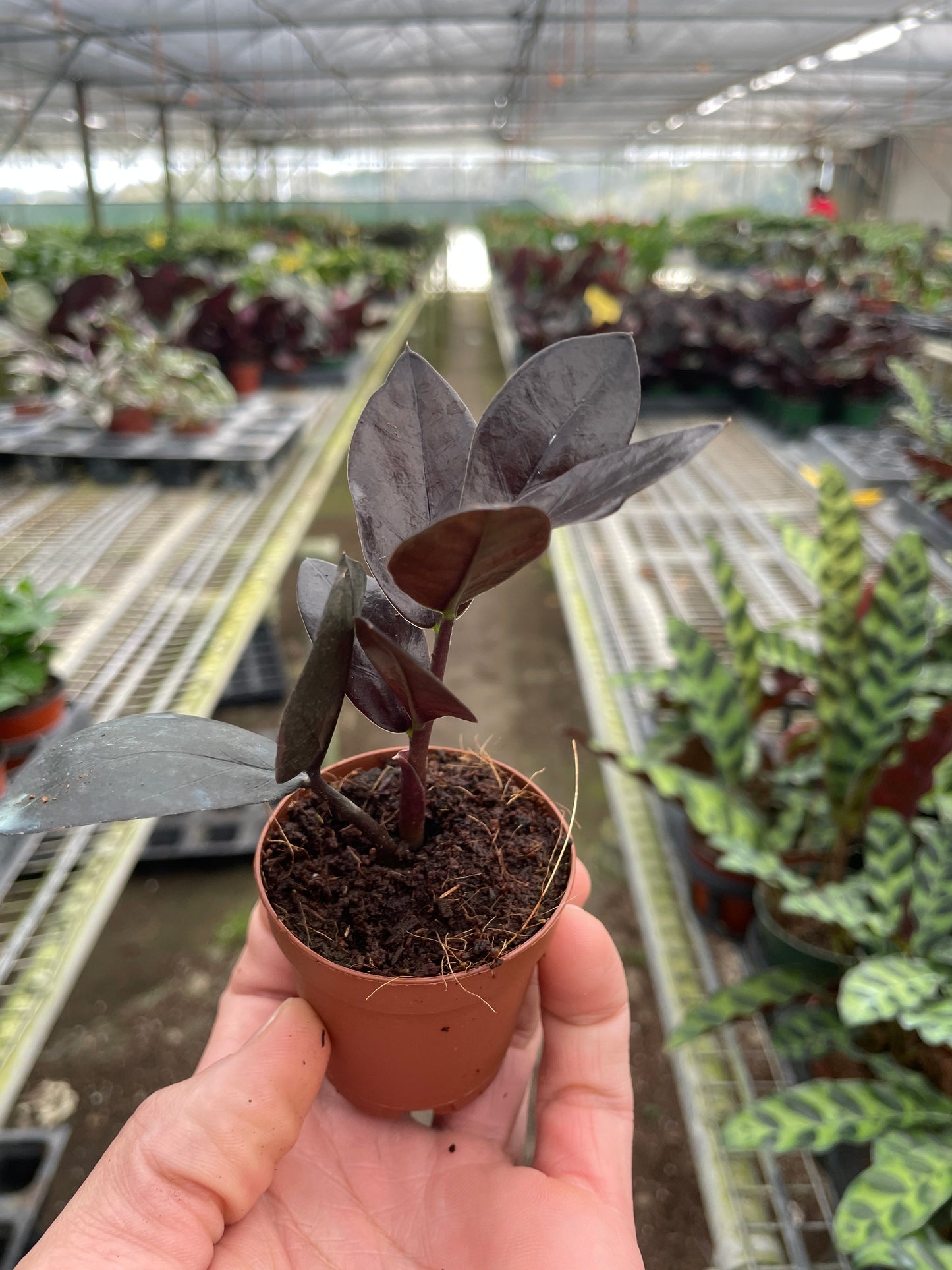 Nursery Pot / 2" Pot - ZZ Zamioculcas 'Black Queen'