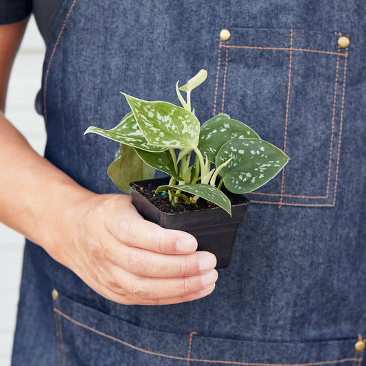 3" Pot / Nursery Pot - Pothos 'Satin'