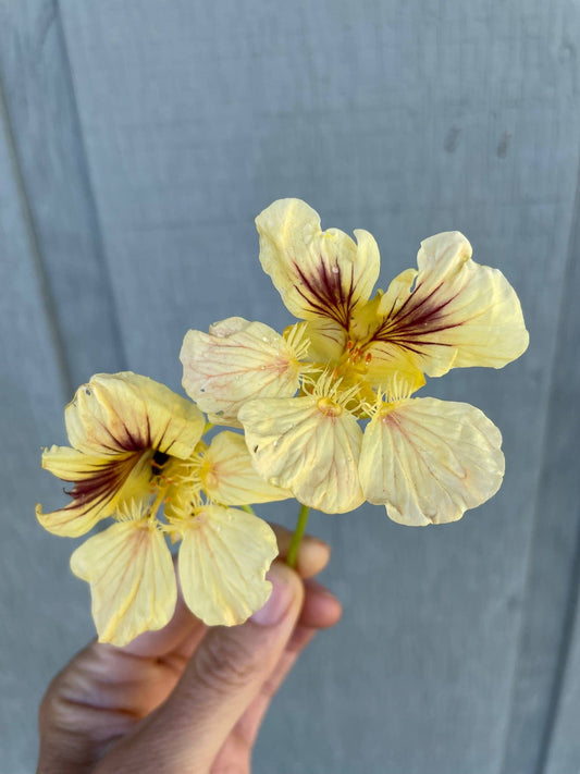 Nasturtium Peach Melba flower with pale yellow petals and rich red-orange centers, perfect for edible gardens, pollinator habitats, and vibrant floral displays