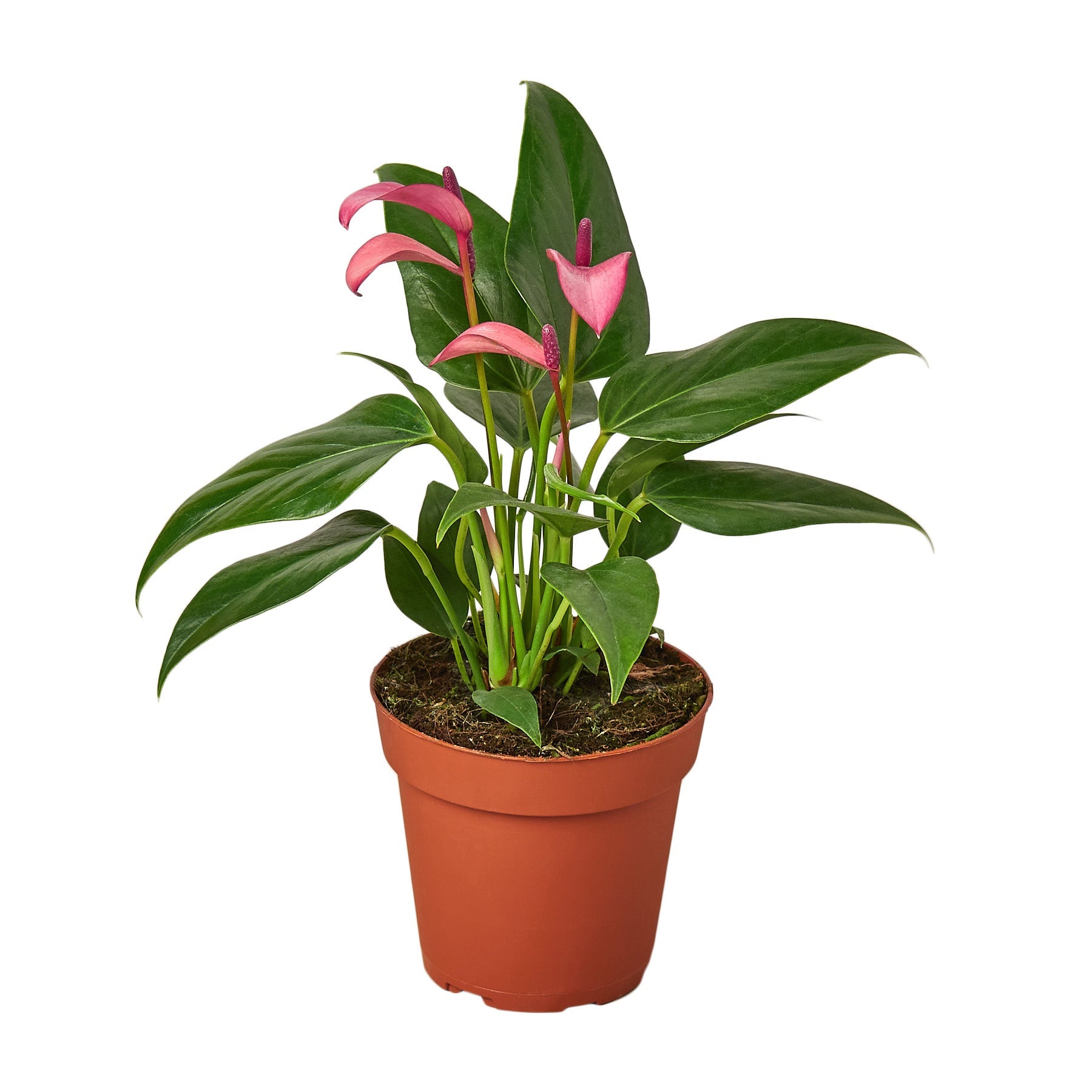 4" Pot - Anthurium 'Purple'