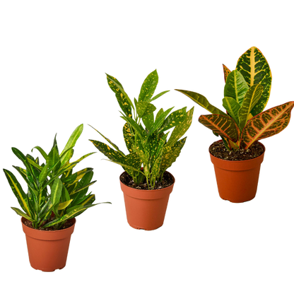 3 Croton Variety Pack / 4" Pot / Live Plant / House Plant