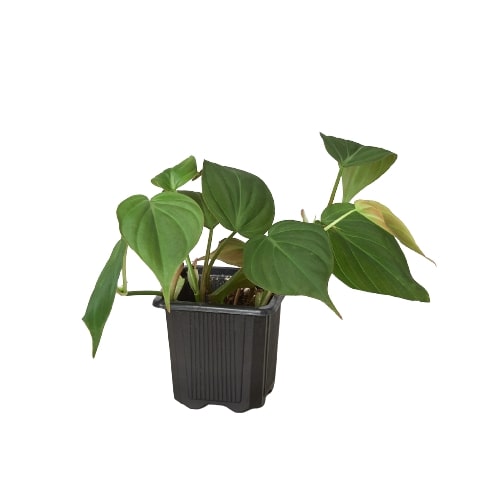 3" Pot / Nursery Pot - Philodendron 'Velvet'