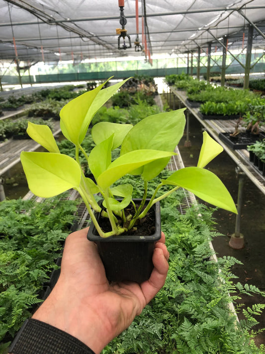 3" Pot - Pothos 'Neon'