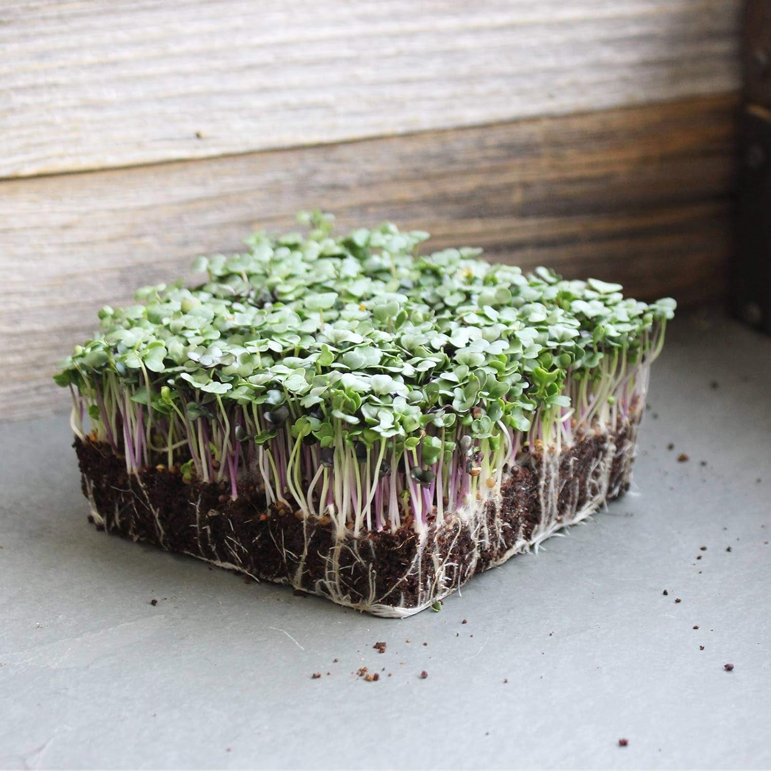 Spicy Micro Salad Mix Microgreens Seeds: 1 Lb - Non-Gmo Seed Blend: Broccoli, Kale, Mustard, Cabbage, Arugula, More