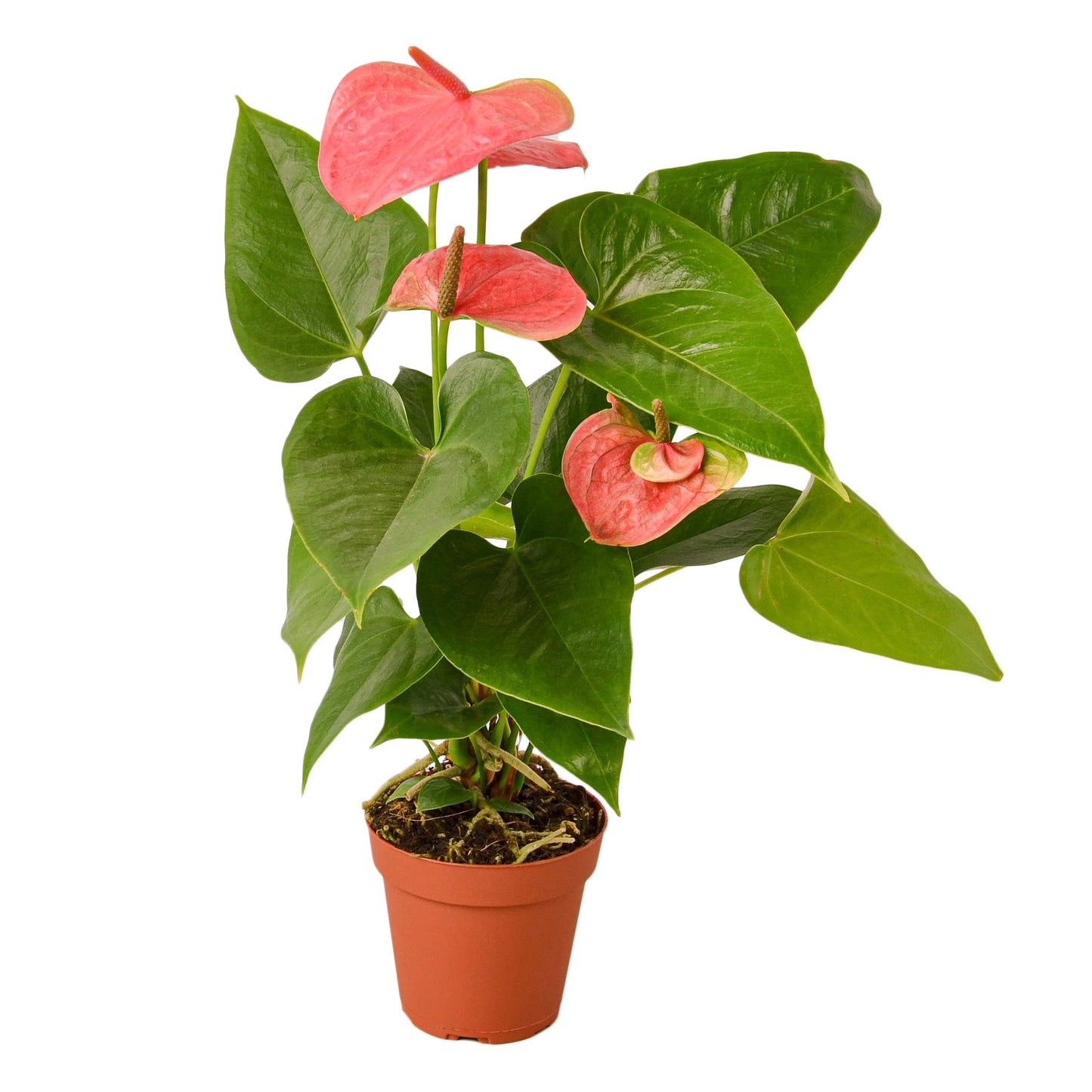 4" Pot - Anthurium 'Pink'