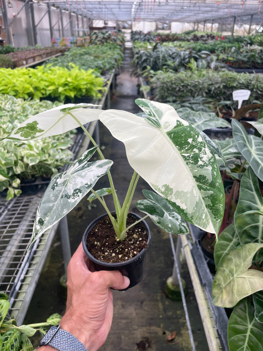 4" Pot - Alocasia Micholitziana 'Frydek' Variegated - 4" Pot