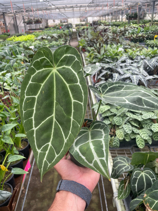 4" Pot - Anthurium Crystallinum