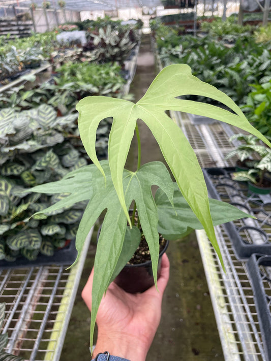 4" Pot - Anthurium Fingers