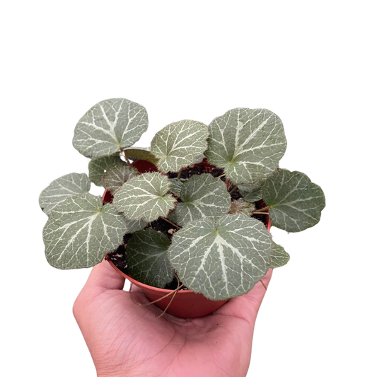 Begonia Strawberry