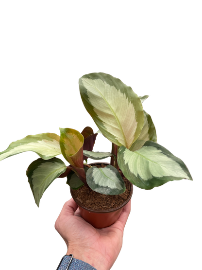 Calathea 'Picturata'