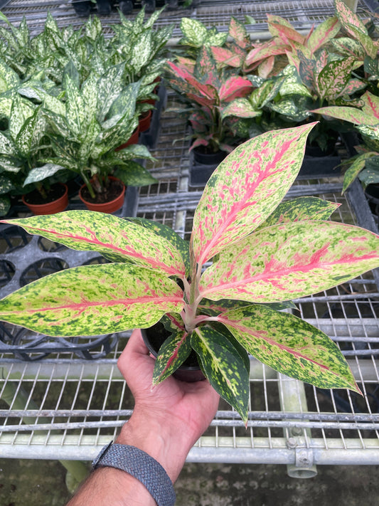 Chinese Evergreen 'Karat'