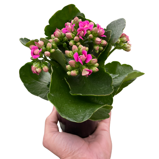 Kalanchoe