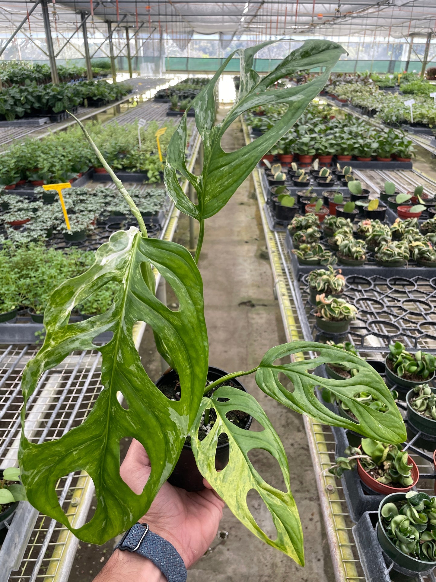 4" Pot - Monstera Adansonii 'Swiss Cheese Variegated'