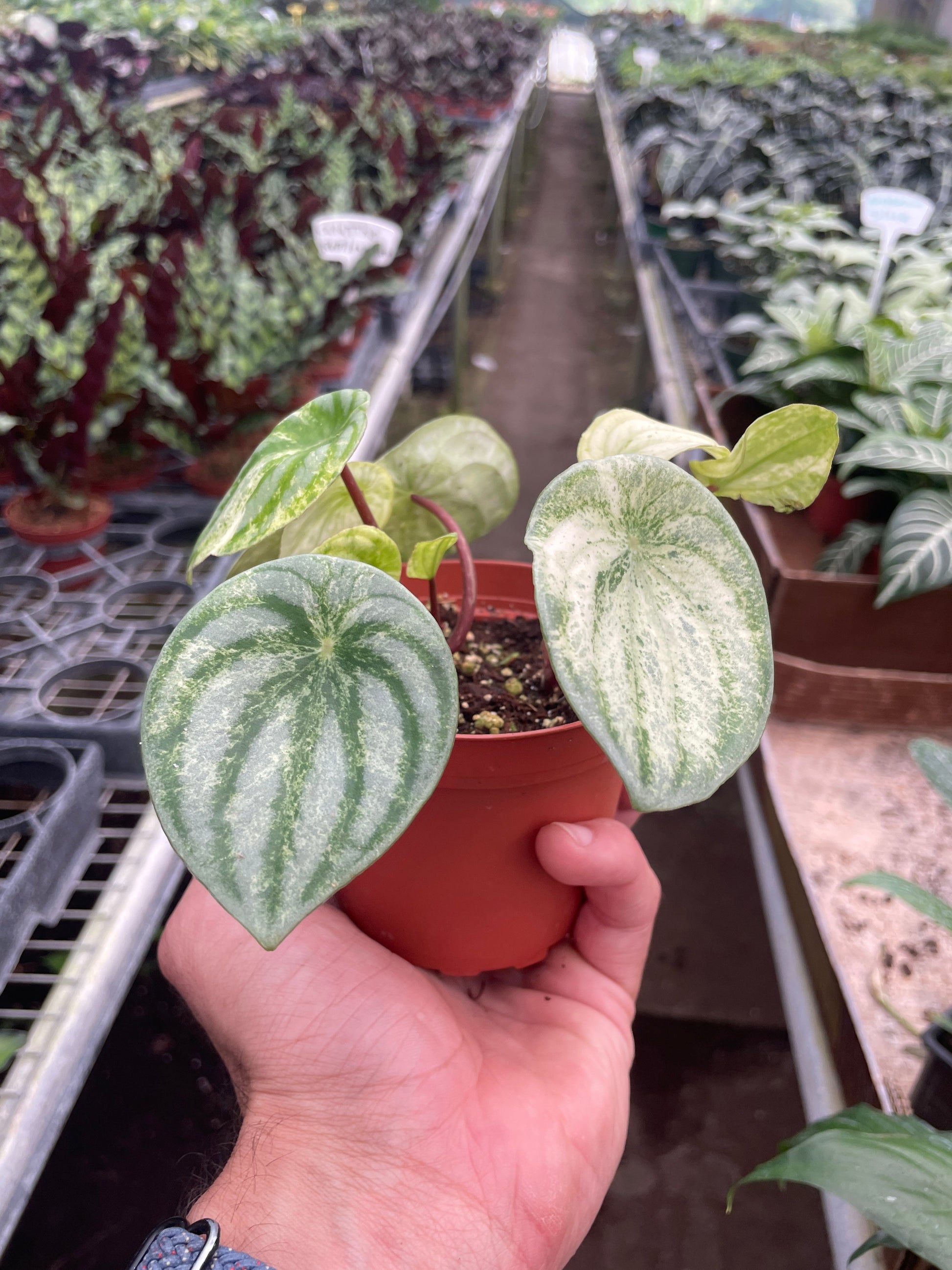 4" Pot - Peperomia 'Watermelon Variegated'