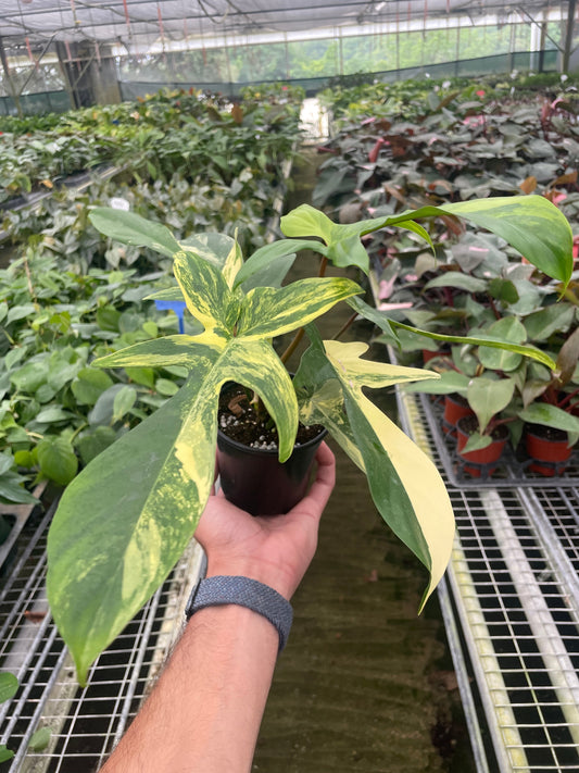 4" Pot - Philodendron Florida Beauty Variegated