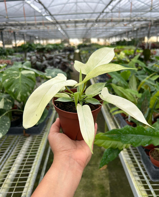 4" Pot - Philodendron 'Florida Ghost'