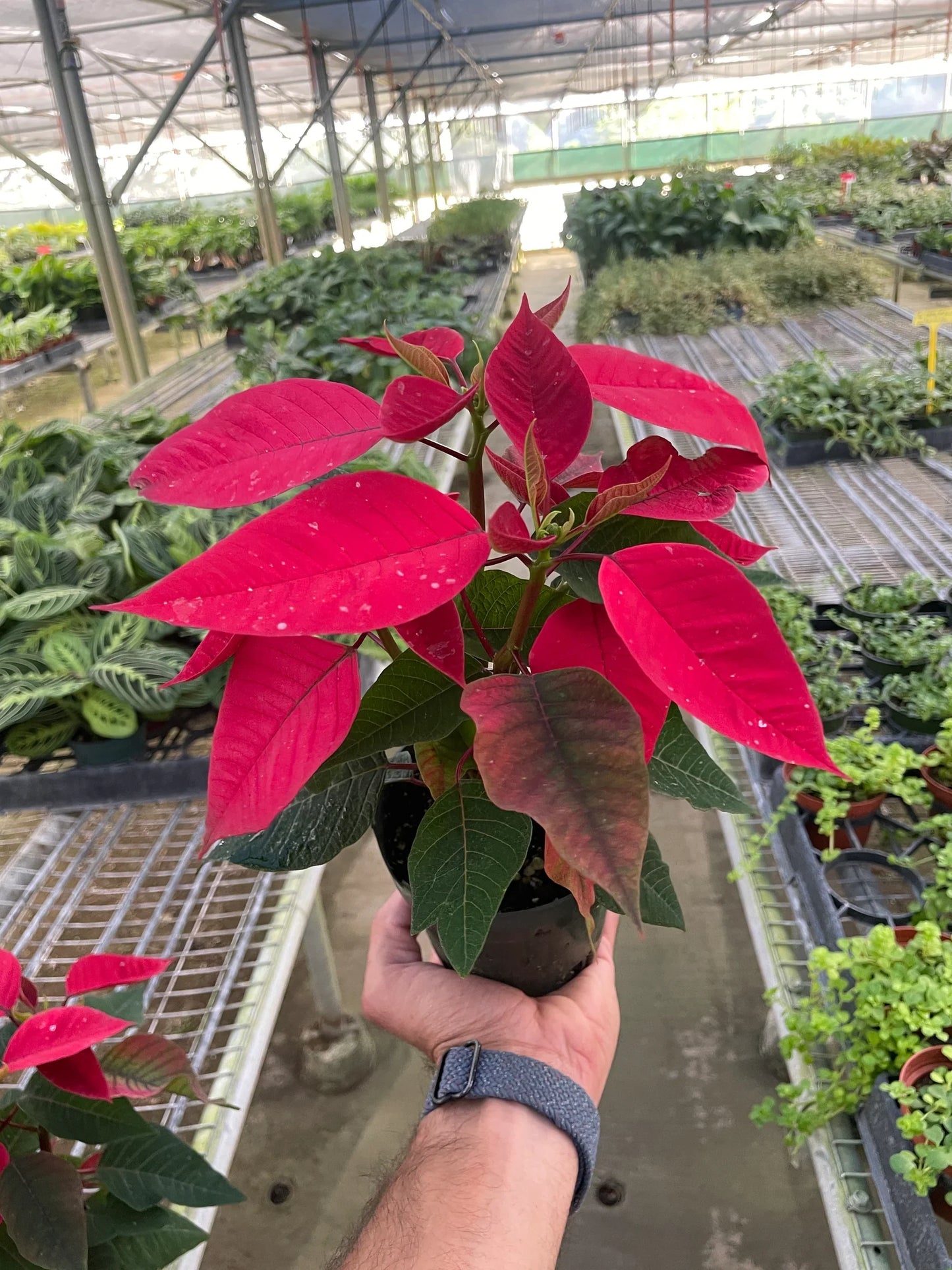 Poinsettia 'Red'