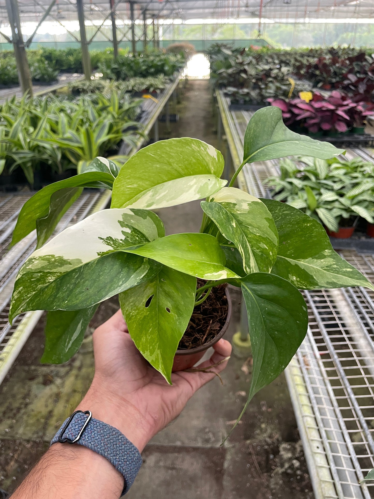 4" Pot - Pothos 'Albo Variegata'