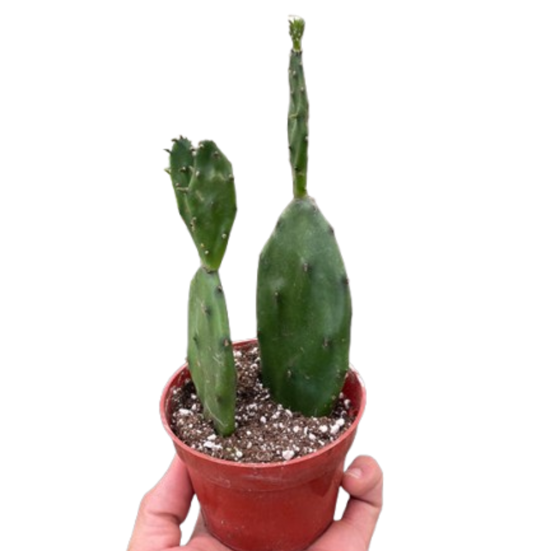 Succulent Prickly Pear Cactus