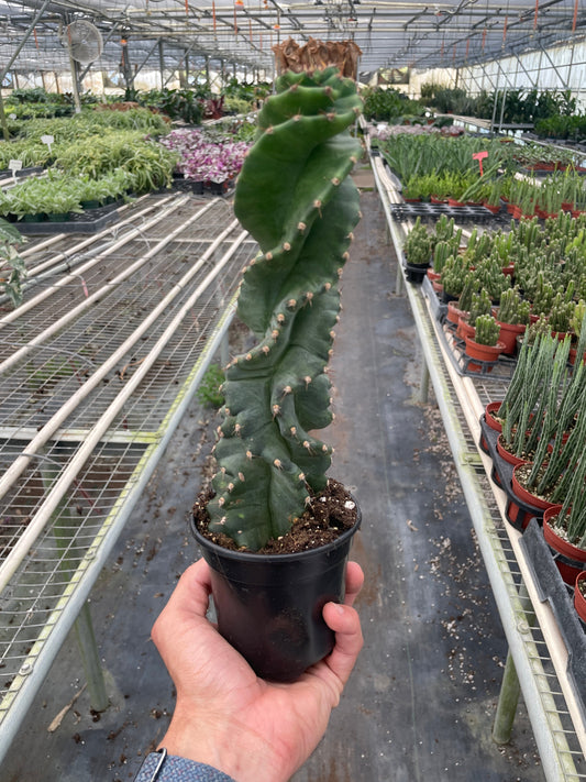 4" Pot - Cereus forbesii 'Spiralis'