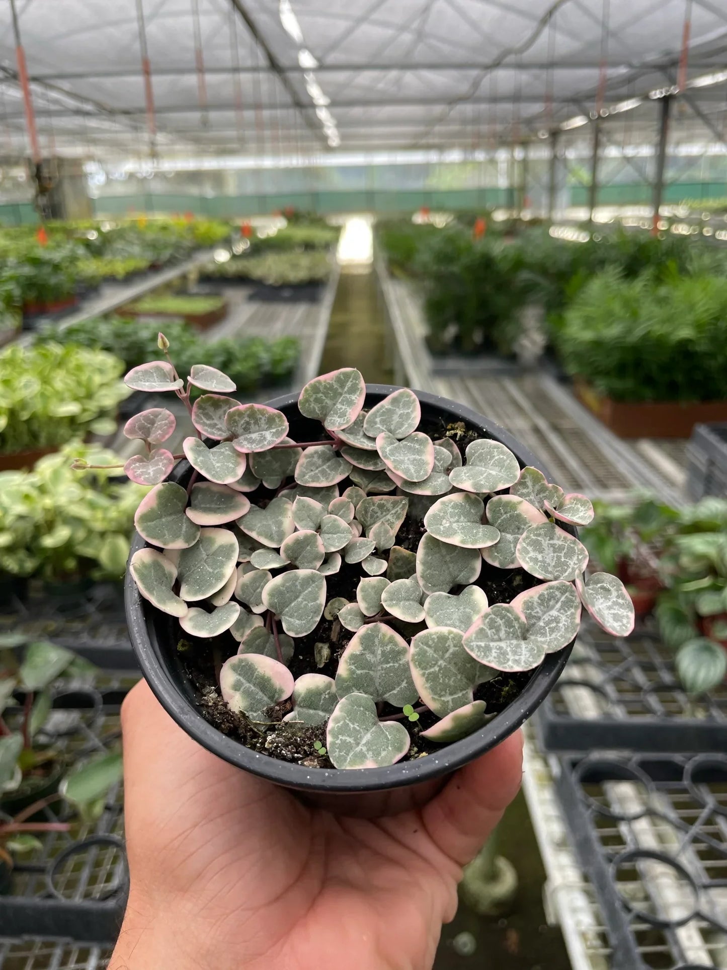 4" Pot - String of Hearts Variegated