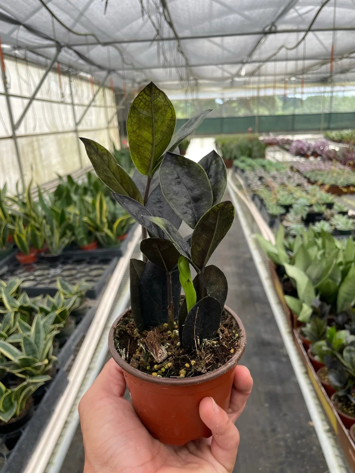 Nursery Pot / 4" Pot - ZZ Zamioculcas 'Black Queen'