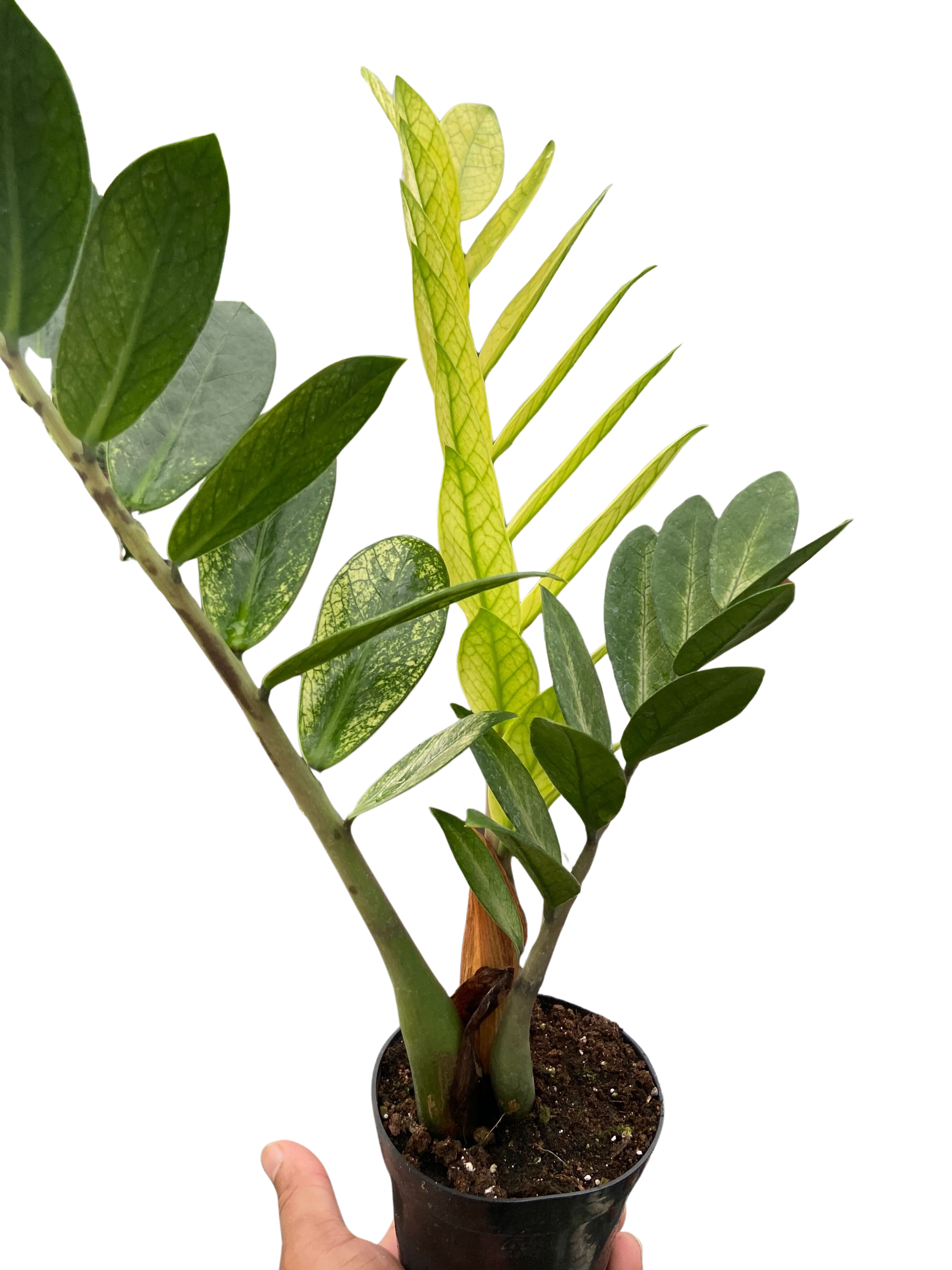 4" Pot - Zamioculcas 'Chameleon'