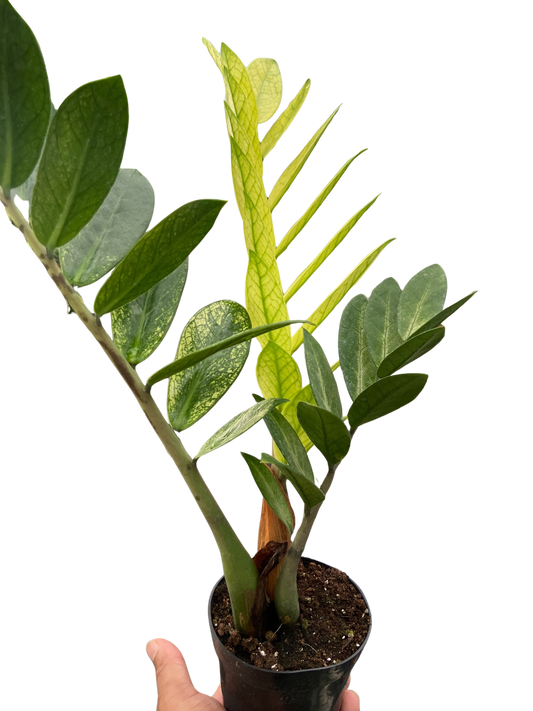 4" Pot - Zamioculcas 'Chameleon'