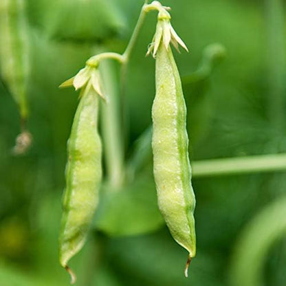 Organic Garden Yellow Pea Seeds - 1 Lb ~2,000 Seeds - Non-Gmo Heirloom Yellow Sprouting Pea Seeds for Microgreens Pea Shoots, Outdoor Gardening, Indoor Sprouts, Cover Crops, Organic Micro Greens Kit