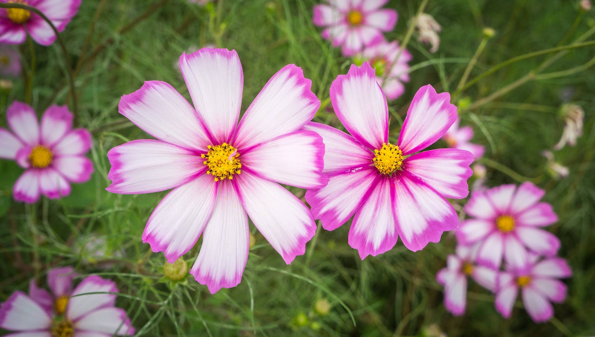 Cosmos Candy Stripe flower with white petals trimmed in rich pink and a golden-yellow center, perfect for cut flower gardens, pollinator habitats, and vibrant floral arrangements.