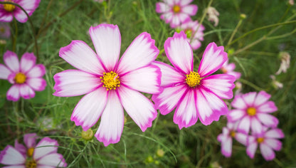 Cosmos Candy Stripe flower with white petals trimmed in rich pink and a golden-yellow center, perfect for cut flower gardens, pollinator habitats, and vibrant floral arrangements.