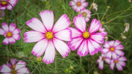 Cosmos Candy Stripe flower with white petals trimmed in rich pink and a golden-yellow center, perfect for cut flower gardens, pollinator habitats, and vibrant floral arrangements.