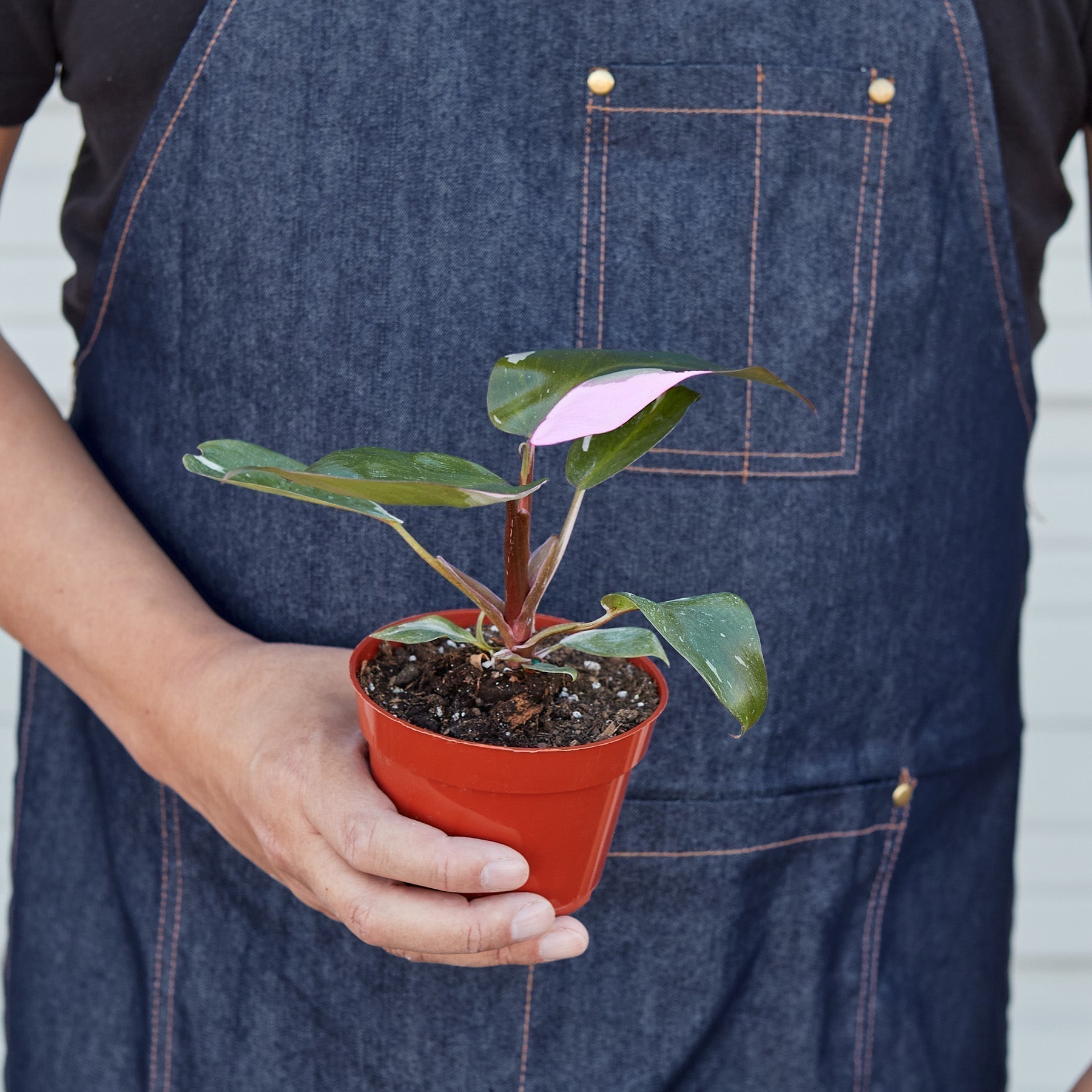 4" Pot / Nursery Pot - Philodendron 'Pink Princess'