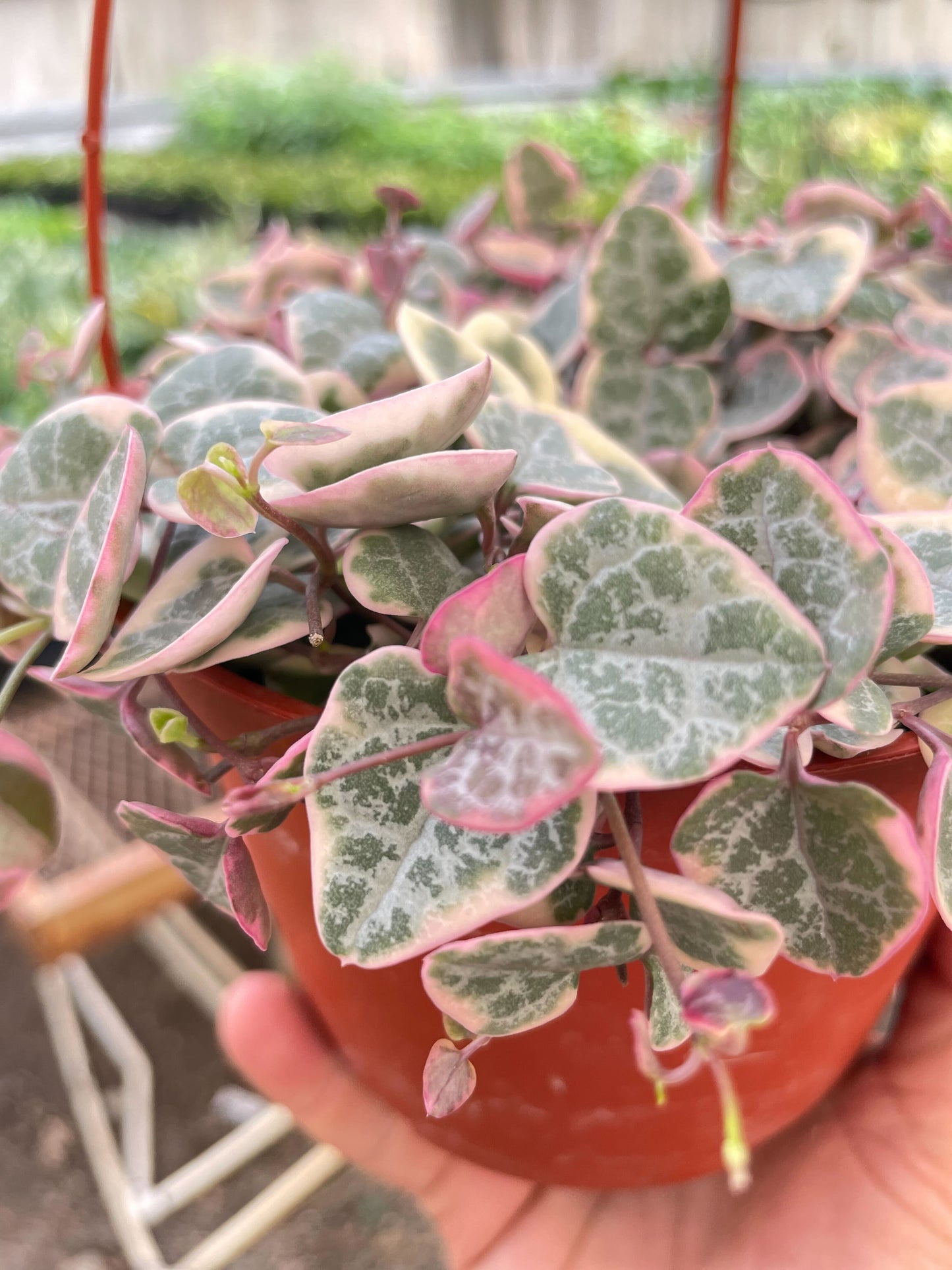 6" Pot - String of Hearts Variegated