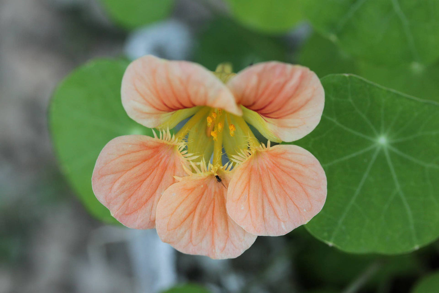 Nasturtium 'Peach Melba' Flower Seeds