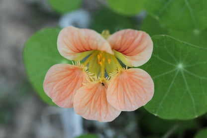 Nasturtium 'Peach Melba' Flower Seeds
